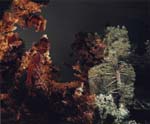Fragments, 1987